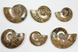 Lot: - Whole Polished Ammonites (Grade B/C) - Pieces #101410-1